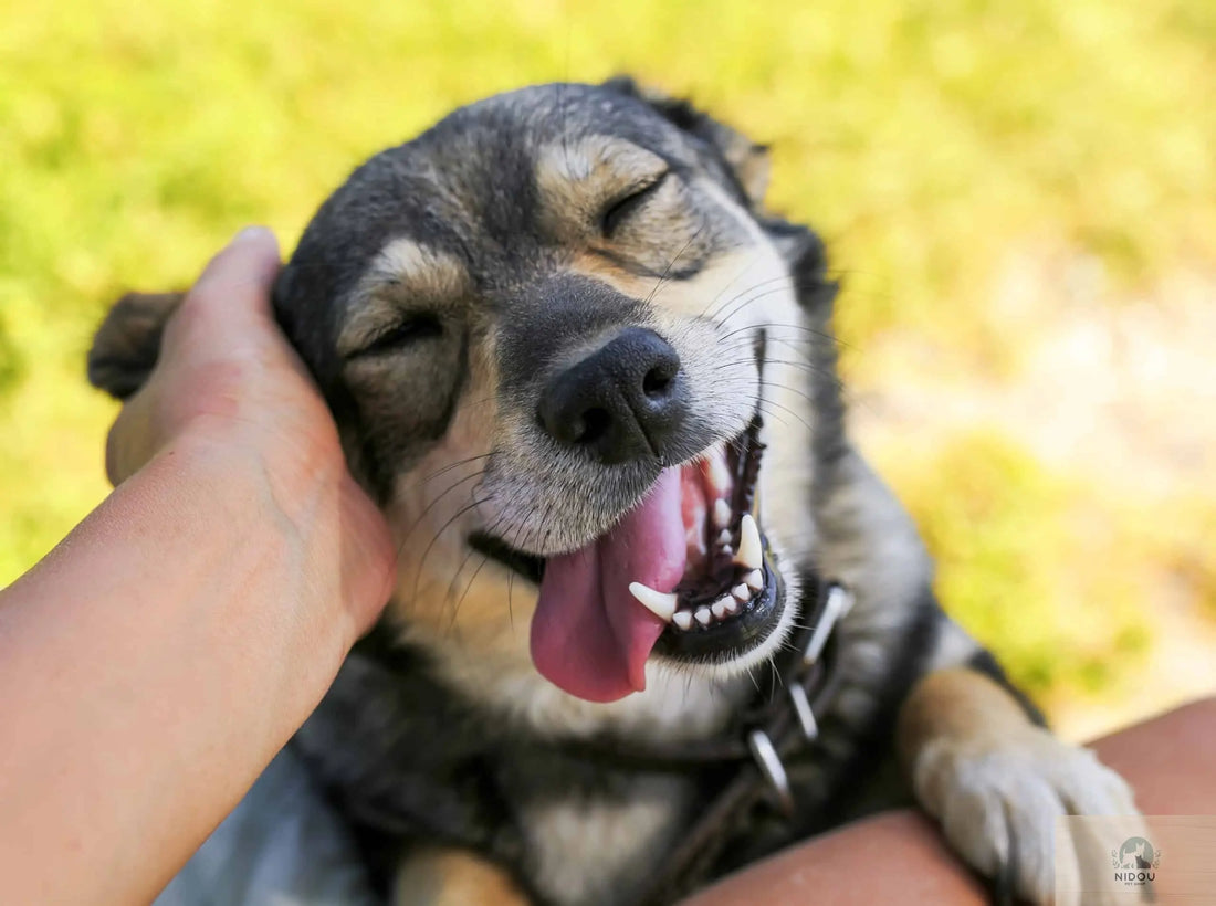 Guide-complet-Bien-équiper-votre-chien NIDOU