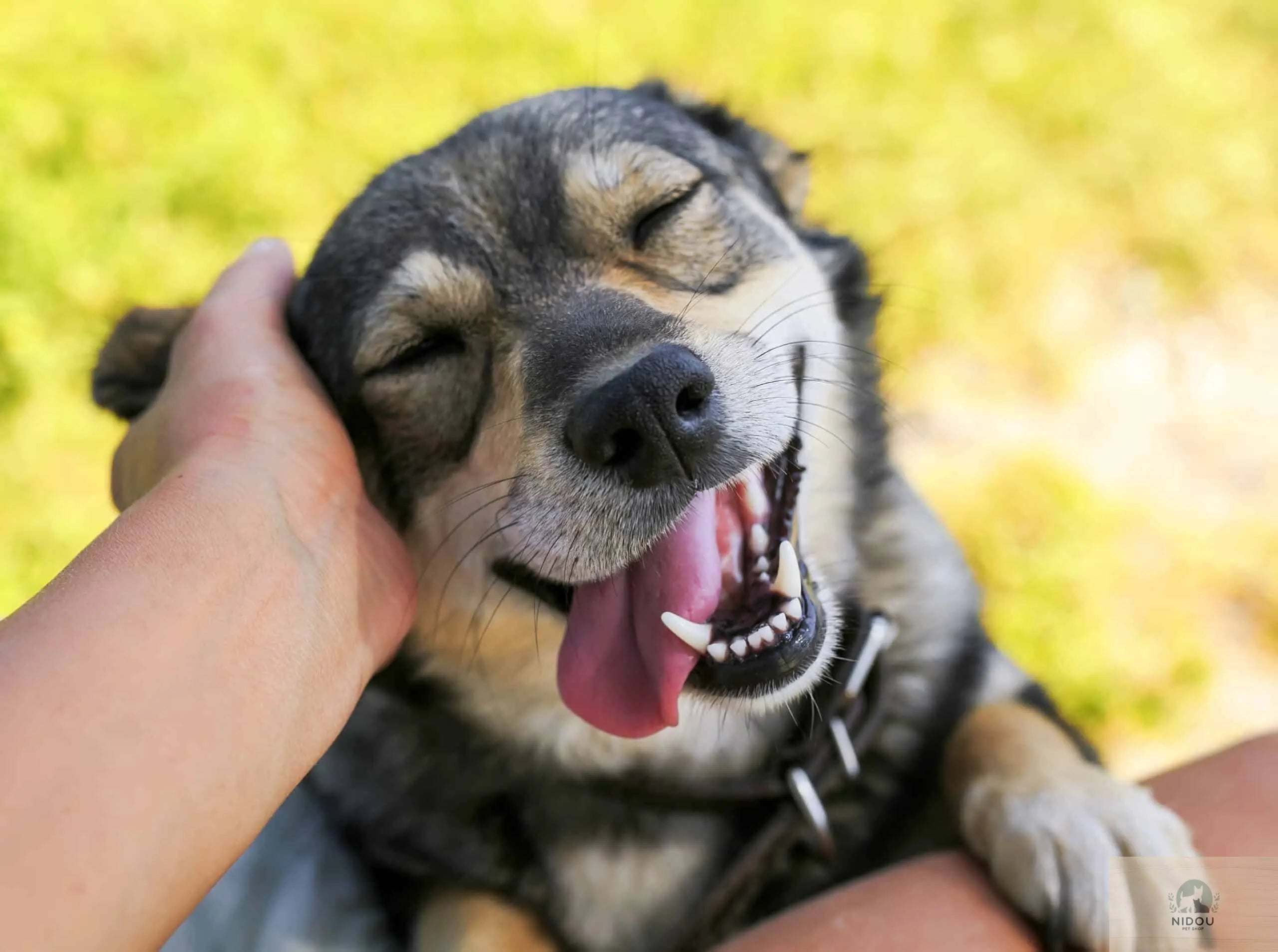 Guide-complet-Bien-équiper-votre-chien NIDOU