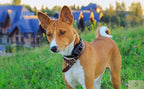 Collier de dressage électrique pour chien NIDOU