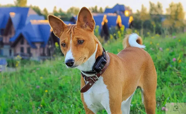 Collier de dressage électrique pour chien NIDOU